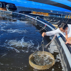 Cà Mau: Thử nghiệm thành công mô hình nuôi tôm không xả thải